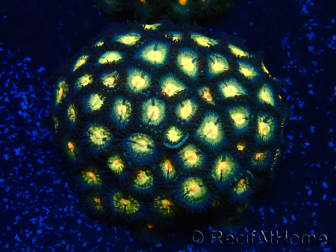WYSIWYG - Zoanthus Maricoltura Indo Acclimatato sotto led