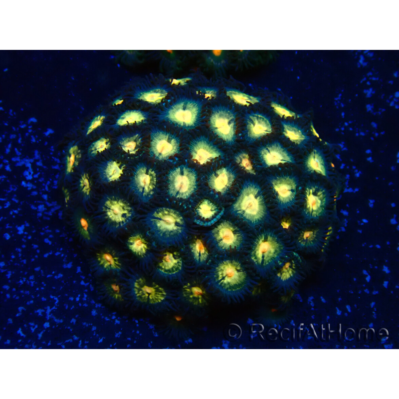 WYSIWYG - Zoanthus 14E5 Mariculture Indo Acclimaté sous led
