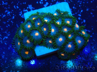 WYSIWYG - Zoanthus Mariculture Indo Acclimated under LED