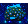 WYSIWYG - Zoanthus Maricoltura Indo Acclimatato sotto LED