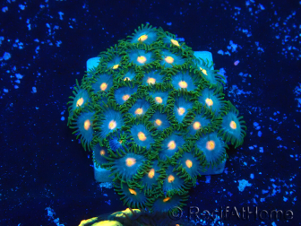 WYSIWYG - Zoanthus Maricultura Indo Aclimatado bajo led