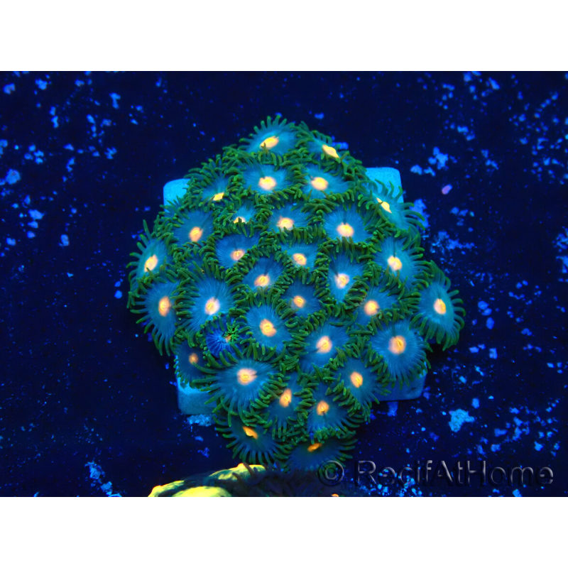 WYSIWYG - Zoanthus Marikultur Indo Akklimatisiert unter LED