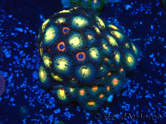WYSIWYG - Zoanthus14F2 Mariculture Indo Acclimaté sous led