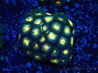 WYSIWYG - Zoanthus Mariculture Indo Acclimated under LED