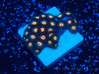 WYSIWYG - Zoanthus 14F4 Mariculture Indo Acclimaté sous led