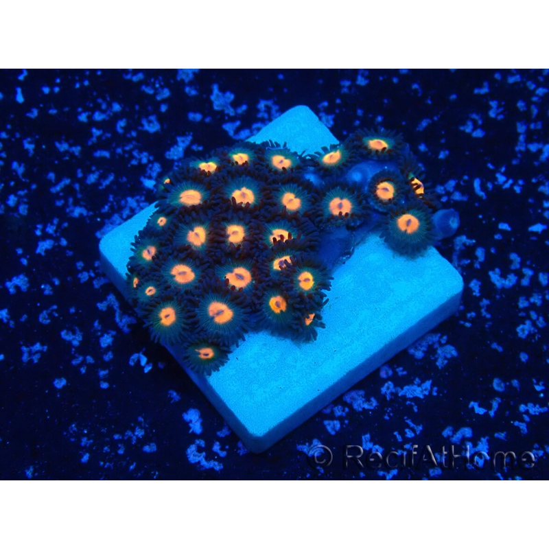 WYSIWYG - Zoanthus Maricoltura Indo Acclimatato sotto LED
