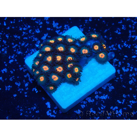 WYSIWYG - Zoanthus Maricoltura Indo Acclimatato sotto LED
