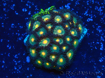 WYSIWYG - Zoanthus 14F5 Mariculture Indo Acclimaté sous led