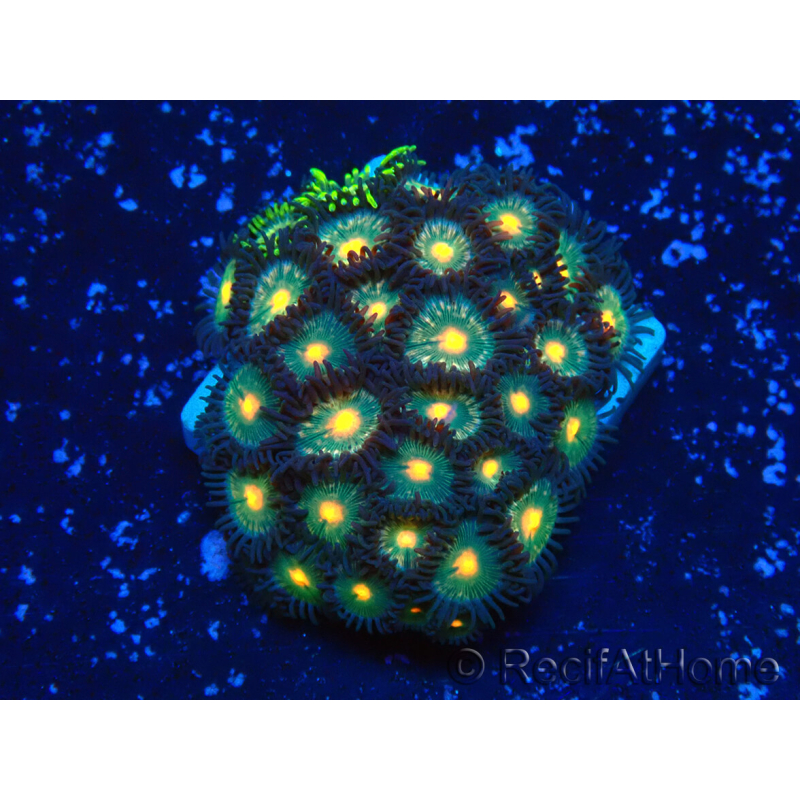 WYSIWYG - Zoanthus Maricoltura Indo Acclimatato sotto LED