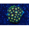 WYSIWYG - Zoanthus Mariculture Indo Acclimated under LED lights