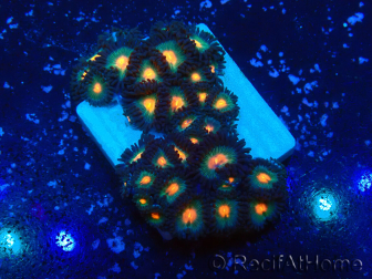 WYSIWYG - Zoanthus Mariculture Indo Acclimated under LED