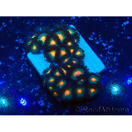 WYSIWYG - Zoanthus Maricoltura Indo Acclimatato sotto led