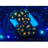 WYSIWYG - Zoanthus 14F6 Mariculture Indo Acclimaté sous led