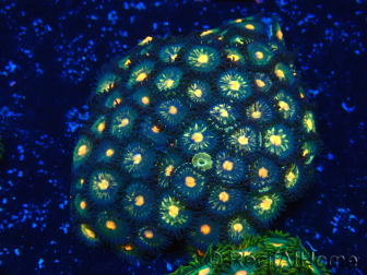 WYSIWYG - Zoanthus Maricoltura Indo Acclimatato sotto led