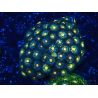 WYSIWYG - Zoanthus Maricoltura Indo Acclimatato sotto led