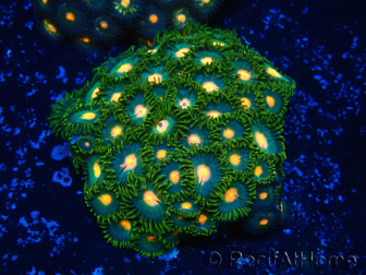WYSIWYG - Zoanthus Indo Mariculture Acclimated under LED