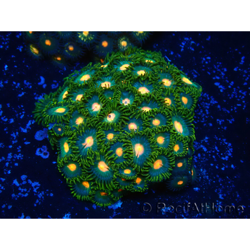 WYSIWYG - Zoanthus Mariculture Indo Acclimaté sous led