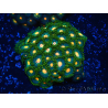 WYSIWYG - Zoanthus 14G2 Mariculture Indo Acclimaté sous led