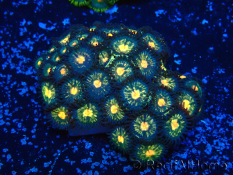 WYSIWYG - Zoanthus Mariculture Indo Acclimated under LED