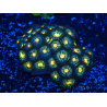 WYSIWYG - Zoanthus Maricoltura Indo Acclimatato sotto led