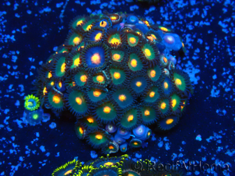 WYSIWYG - Zoanthus 14G4 Mariculture Indo Acclimaté sous led