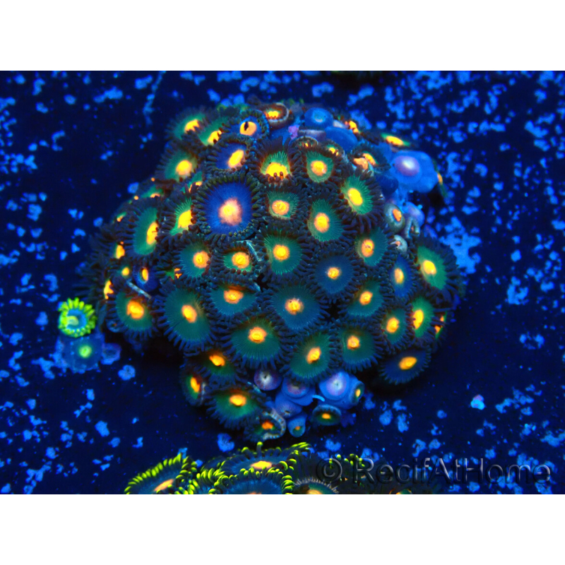 WYSIWYG - Zoanthus Indo Mariculture Acclimated under LED