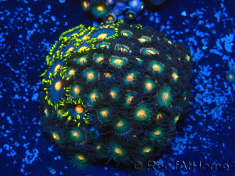 WYSIWYG - Zoanthus Indo mariculture acclimated under LED