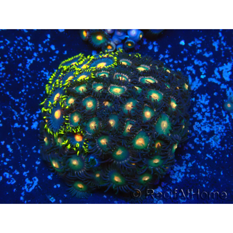 WYSIWYG - Zoanthus Indo mariculture acclimated under LED