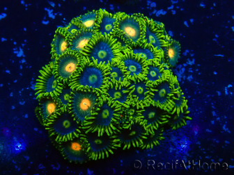 WYSIWYG - Zoanthus Maricultura Indo Aclimatado bajo led