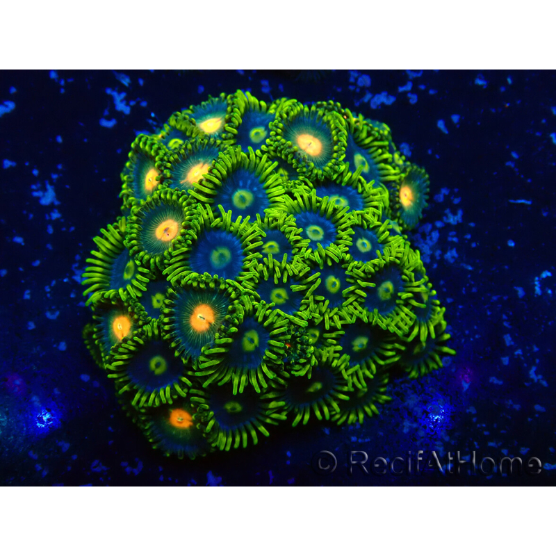 WYSIWYG - Zoanthus Mariculture Indo Acclimated under LED