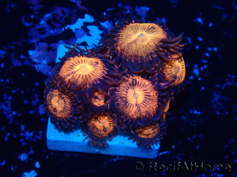 WYSIWYG - ZoanthusMarikultur Indo Akklimatisiert unter LED