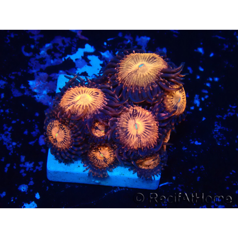 WYSIWYG - Zoanthus Indo Mariculture Acclimated under LED