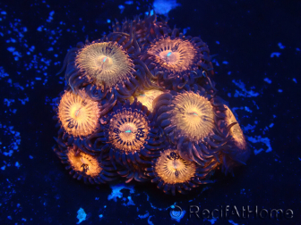 WYSIWYG - Zoanthus Mariculture Indo Acclimaté sous led