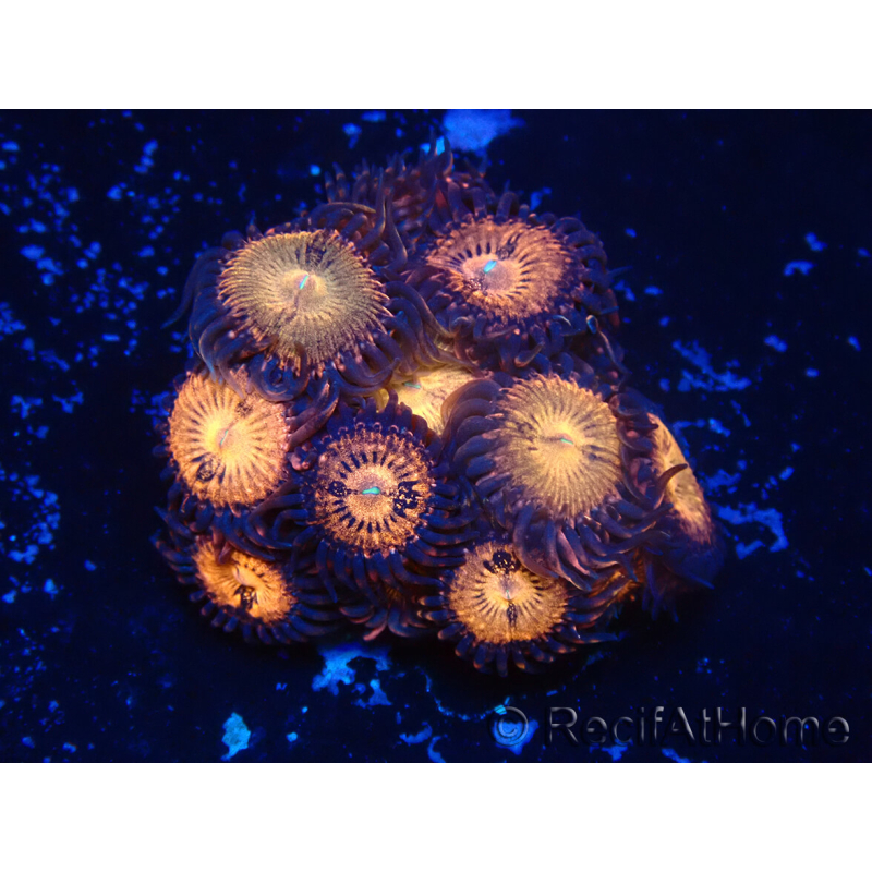 WYSIWYG - Zoanthus Marikultur Indo an LED-Licht acclimatisiert