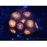 WYSIWYG - Zoanthus Maricoltura Indo Acclimatato sotto LED