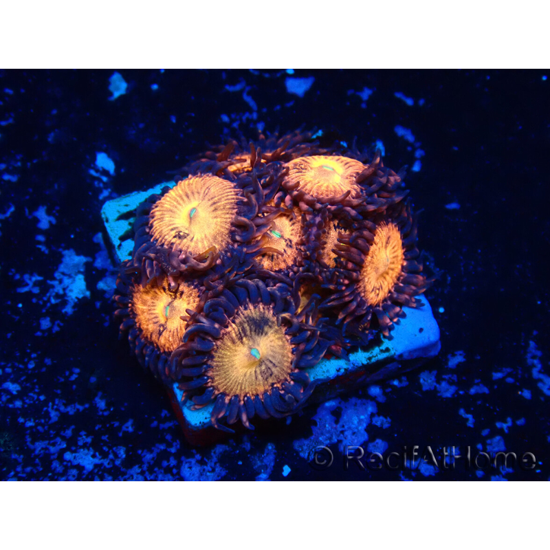 WYSIWYG - Zoanthus 14H3 Mariculture Indo Acclimaté sous led