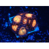 WYSIWYG - Zoanthus 14H3 Mariculture Indo Acclimaté sous led