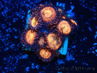 WYSIWYG - Zoanthus Maricoltura Indo Acclimatato sotto led