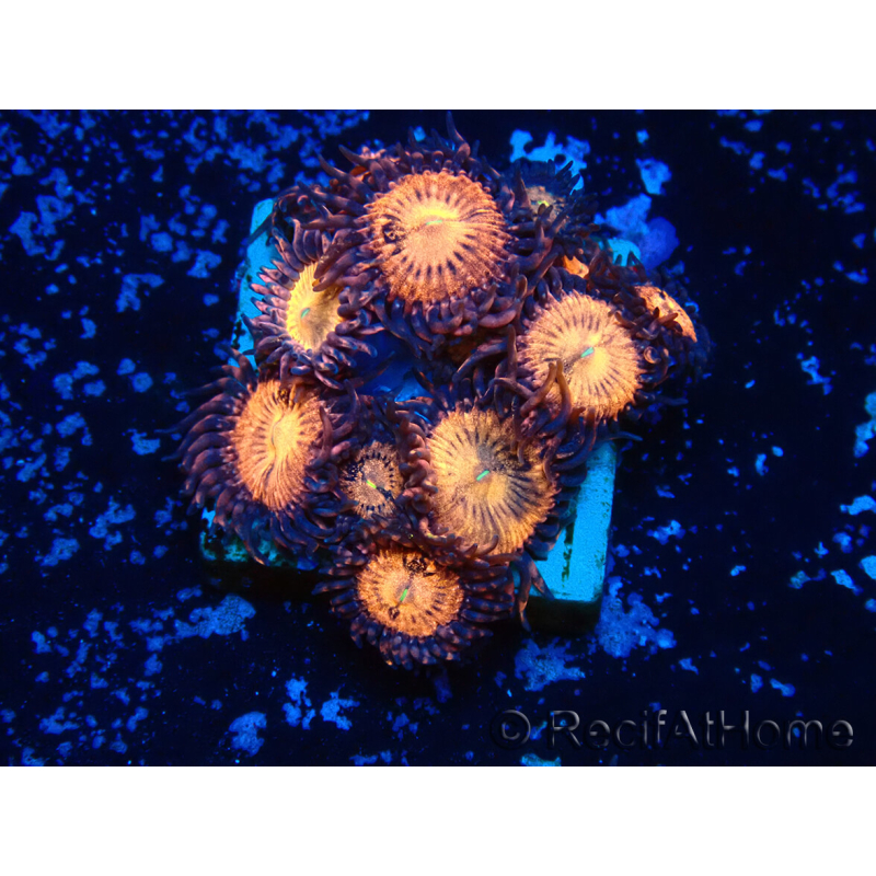 WYSIWYG - Zoanthus 14H4 Mariculture Indo Acclimaté sous led