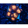 WYSIWYG - Zoanthus 14H4 Mariculture Indo Acclimaté sous led