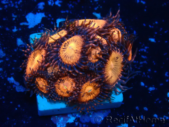 WYSIWYG - Zoanthus 14H5 Mariculture Indo Acclimaté sous led