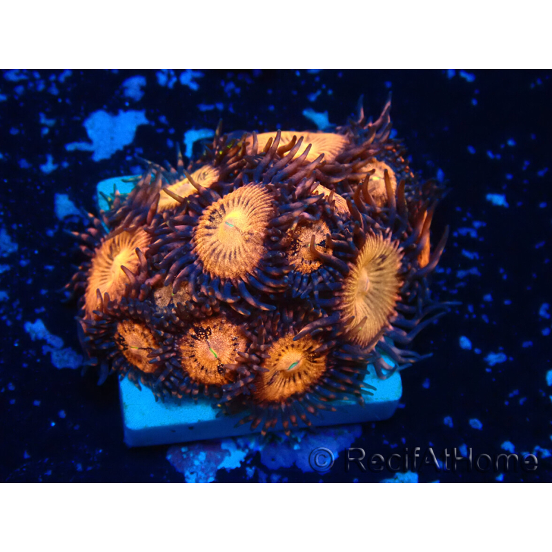WYSIWYG - Zoanthus Maricoltura Indo Acclimatato sotto LED