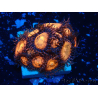 WYSIWYG - Zoanthus Mariculture Indo Acclimaté sous led
