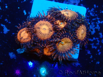 WYSIWYG - Zoanthus Indo Mariculture Acclimated under LED lights
