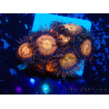 WYSIWYG - Zoanthus 14H6 Mariculture Indo Acclimaté sous led