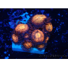 WYSIWYG - Zoanthus 14i1 Mariculture Indo Acclimaté sous led