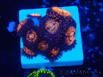 WYSIWYG - Zoanthus 14i2 Mariculture Indo Acclimaté sous led