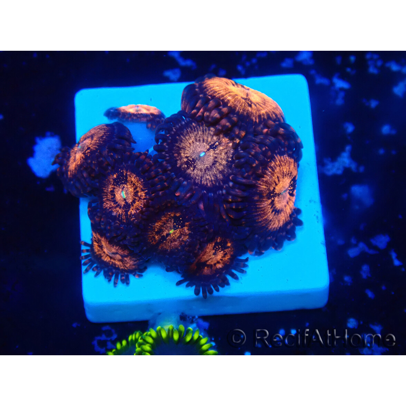 WYSIWYG - Zoanthus 14i2 Mariculture Indo Acclimaté sous led