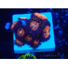 WYSIWYG - Zoanthus 14i2 Mariculture Indo Acclimaté sous led