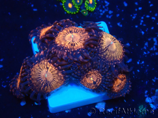 WYSIWYG - Zoanthus 14i3 Mariculture Indo Acclimaté sous led